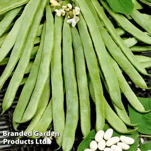 Runner Bean White Emergo 1 Seed Packet (25 Seeds)