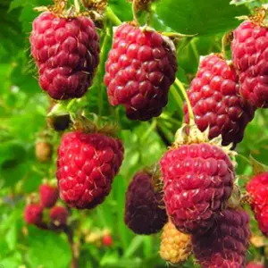 Rubus idaeus Malling Promise Garden Plant - Sweet Red Raspberries, Compact Growth, Medium Size (20-30cm Height Including Pot)