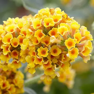 Buddleia 'Sungold' in a 2L Pot