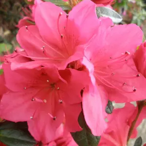 Azalea Arabesk - Evergreen Shrub, Red Blooms (20-30cm Height Including Pot)