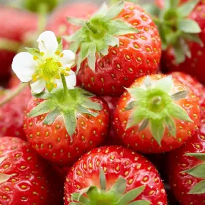 3 x Strawberry Honeoye Fruit Plants - Hardy Garden Bushes in 9cm Pots