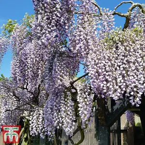 Fragrant Wisteria Prolific - 1.5 Litre Potted Plant x 2 - Hardy Shrub - Loved by Pollinators - Climbing Plant