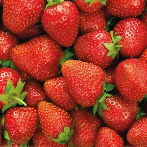 Grow Your Own - Strawberry Elsanta - Peat Free 9cm Potted Plant x 6