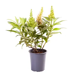 Buddleia Butterfly Bush Candy Little White Florets in 9cm Pots - Butterfly and Bee Magnet