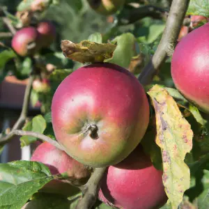 Lincolnshire Fruits Red Falstaff Potted Apple 12 Litre Tree