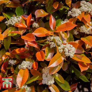 Photinia Little Red Robin Standards 1 x 3 litre Potted Plant