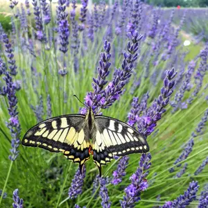 Lavender Lavandula intermedia 'Phenomenal' in a 2L Pot - Costal Plants for Gardens