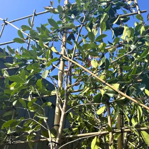 Red Robin Pleached Tree with Staking Kit - 200cm Stem and 12cm Girth