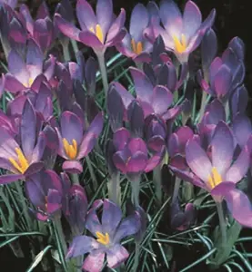 Whitewell Purple Specie Crocus Bulbs (100 Bulbs)