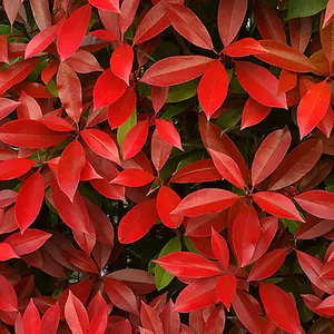 YouGarden Photinia 'Little Red Robin' Standard Trees in 3L Pots 70-80cm Tall Supplied as a Pair of Photinia Standard Trees in Pots