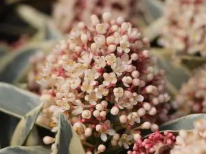 Skimmia 'Magic Marlot' in 9cm Pot - Autumn/Winter Plant - 20-30cm in Height