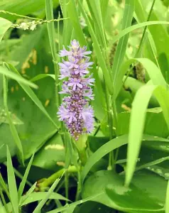 Lincolnshire Pond Plants Ltd Marginal Plants - Pond Plants (Pontederia Cordata Pink)  - 3x 1 Litre Plants