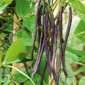 Climbing French Bean Mixed colour 1 Seed Packet