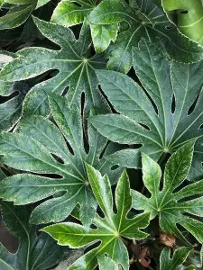 Direct Plants Fatsia Japonica Spiders web Variegated Evergreen Shrub Plant Large in a 5 Litre Pot