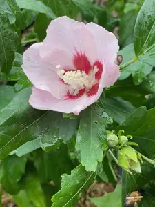 Hibiscus Syriacus Hamabo / Rose of Sharon in 2L Pot, Pale Pink Flowers