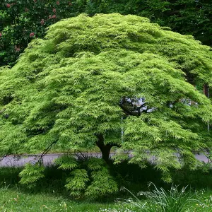 Acer Dissectum - Graceful Weeping Foliage, Outdoor Plant, Ideal for Gardens, Compact Size (50-70cm Height Including Pot)