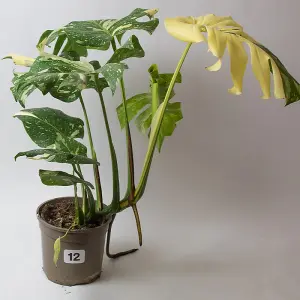 Monstera Thai Constellation -Variegated Cheese Plant, Rare House Plants in a 15cm Growers Pot