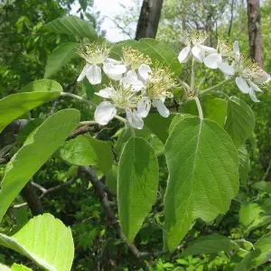 Malus Tschonoskii Tree - Crab Apple Ornamental Tree, Colour-Changing Foliage, White Flowers, Hardy (5-6ft)