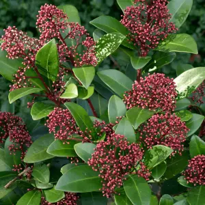 Skimmia Rubella Garden Plant - Red Berries, Compact Size (30-40cm Height Including Pot)