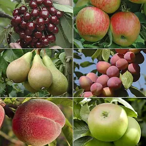 Complete 6 Tree Mini Orchard Braeburn Apple, Victoria Plum, Stella Cherry, Bramley Apple, Redhaven Peach & Conference Pear