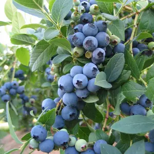 Blueberry Bush 'Bluecrop' Plant in 1.5L Pot - Heavy Cropping Vaccinium