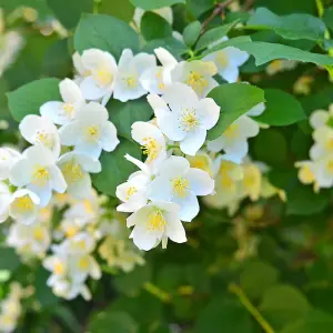 1 x Philadelphus Aureus Plant in 9cm Pot - Golden Mock Orange - Ready to Plant