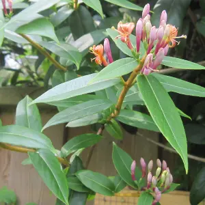 Lonicera Henryi Garden Plant - Climbing Vine, Compact Size (30-40cm Height Including Pot)