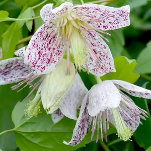 Clematis Advent Bells 7cm Potted Plant x 3