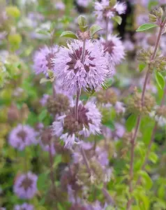 Lincolnshire Pond Plants Ltd Marginal Plants - Pond Plants (Mentha Pulegium)  - 2x Plants and 2 Pots & compost