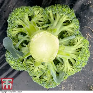 Broccoli Blue Finn F1 1 Seed Packet (20 Seeds)