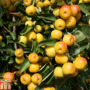 Grow Your Own Fruit  Malus (Crab Apple) Butterball (MM106) 1 Bare Root