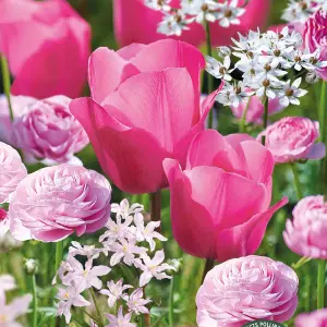 Colour Collection - Pink Pollinator 40 Flower bulbs