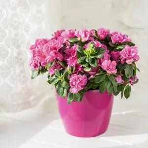 Azalea Simsii - Indoor Plant in 12cm Pot - Grows 2 Metres in Height