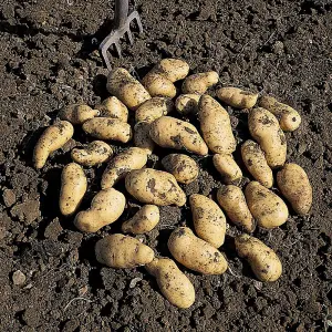 Grow Your Own Vegetables - Potato Belle De Fontenay 2kg