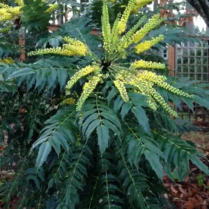 1 x Mahonia Media Charity in 9cm Pot - Evergreen Dense Privacy Outdoor Shrub Plant