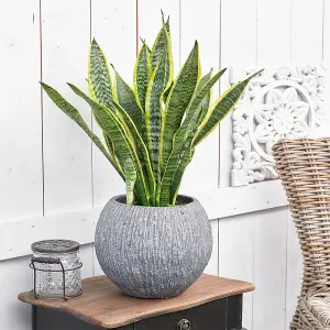 Sansevieria Laurentii Snake Plant - Great Air Purifier for UK Homes, Variegated Foliage, Low Maintenance (30-40cm)