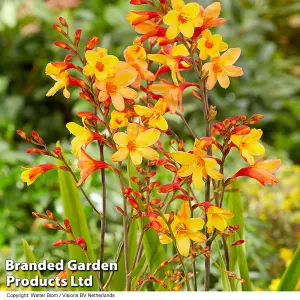 Crocosmia Harlequin 9cm Pot x 1