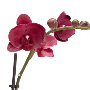 Verve Single Stem Moth orchid in Terracotta Plastic Grow pot 12cm