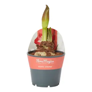 Verve Amaryllis in Assorted Plastic Grow pot 14cm