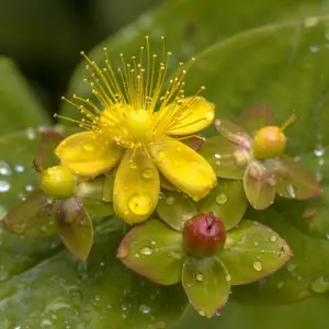 Hypericum Miracle Attraction (PBR) in a 2L Pot