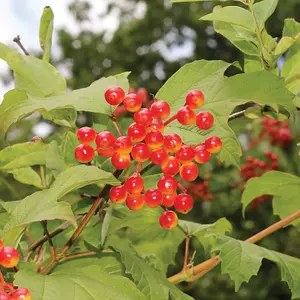 Hedge Guelder Rose (Viburnum opulus) 1 Bare Root Plant