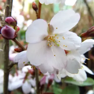 Prunus Spire Tree - Pinkish-White Flowers, Vibrant Autumn Foliage, Hardy (5-6ft)