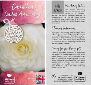 Camellia Golden Anniversary - Gift Wrapped Plant - 50th Wedding Anniversary Gift