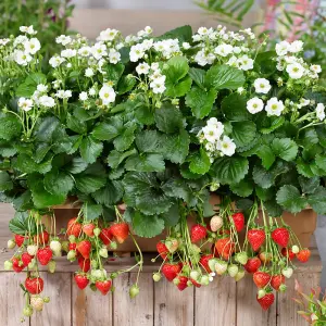 Strawberry (Fragaria) Summer Breeze Snow 9cm Pot x 3