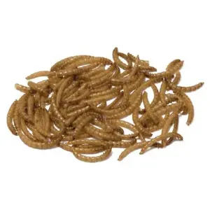 Bucktons Dried Mealworms 12.55kg Wild Bird Food