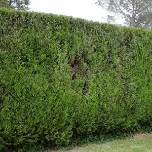 Western Red Cedar 1.5m Height Evergreen Instant Hedge Pack of 8