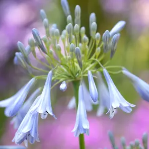 Agapanthus Ballerina - Agapanthus praecox, Deciduous Perennial (10-20cm Height Including Pot)