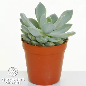 Echeveria Mix - Expansive Collection of 20 Succulents, Perfect for Varied Arrangements, Easy-Care (5-10cm)