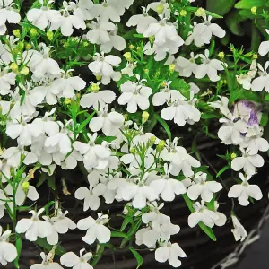 Lobelia Snowball 1 Packet (1000 Seeds)