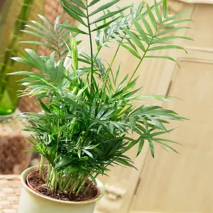 Chamaedorea Palm: Elegant Tropical Greenery for Indoor Spaces (35-50cm, 13cm Pot)